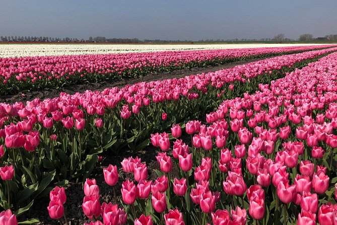 Full day tour to Texel - Friesian Islands - from Amsterdam - Texel time: villages, dunes, and nature reserve wandering (5 hours)