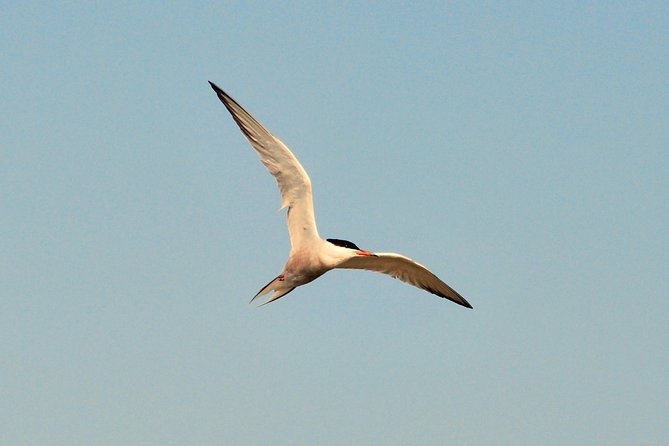 Full day tour to Texel - Friesian Islands - from Amsterdam - Wadden Sea wildlife: birds, seals, and that low-tide wow factor