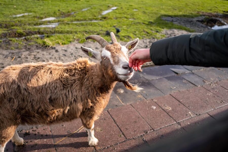 Half-Day Private Guided Sightseeing Tour of Zaanse Schans - Price and Value: What $212 Buys You (and What It Doesn’t)
