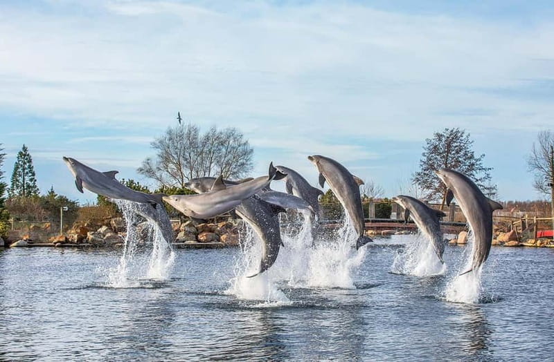 Harderwijk: Dolfinarium Entry Ticket - Animal presentations: the included part that gives structure to your visit