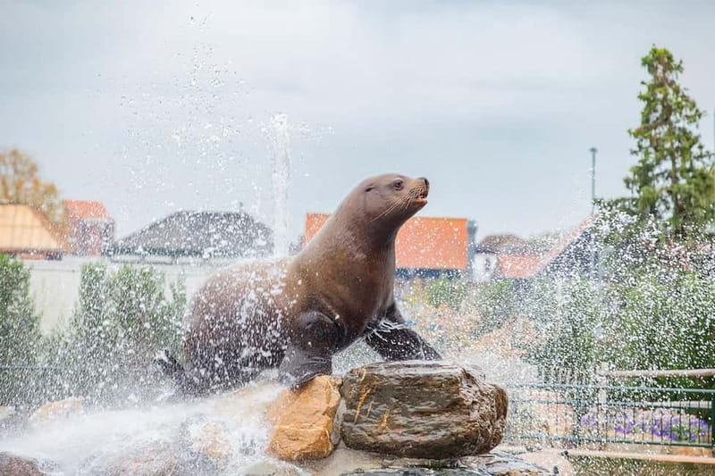 Harderwijk: Dolfinarium Entry Ticket - What to bring (so the day stays fun, not stressful)