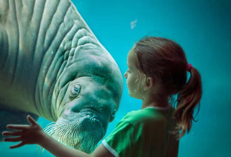 Harderwijk: Dolfinarium Entry Ticket - Marine life highlights: what you’ll actually see (and why it matters)