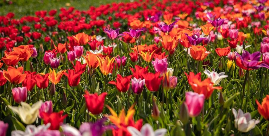 Keukenhof: Flower Fields Small-Group Cultural Bike Tour - Should you book this Keukenhof flower-fields bike tour?
