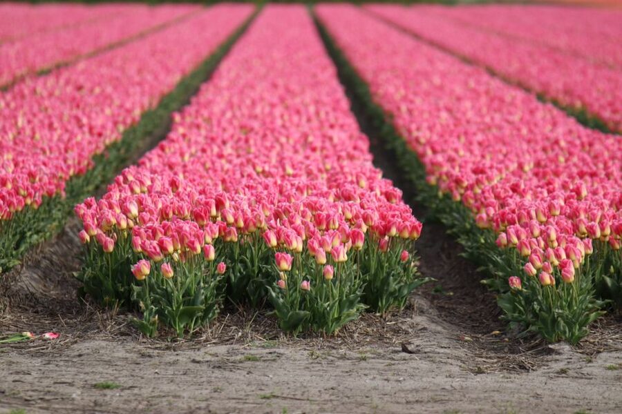 Keukenhof: Flower Fields Small-Group Cultural Bike Tour - Photo stops that actually deliver tulip-field views