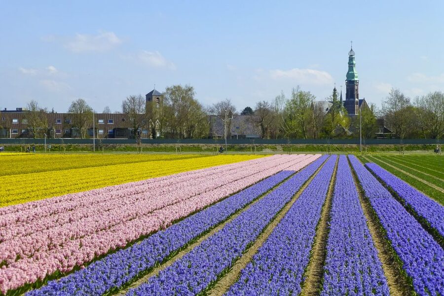 Keukenhof: Flower Fields Small-Group Cultural Bike Tour - The tulip story your guide tells while you pedal