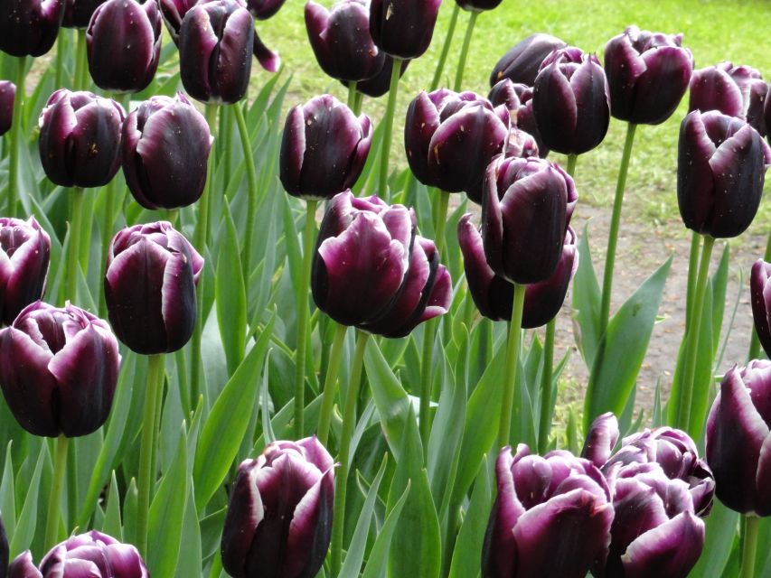 Keukenhof: Flower Fields Small-Group Cultural Bike Tour - Price and value: is $68 per person worth it?