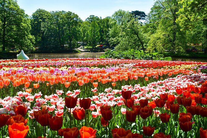 Keukenhof Gardens & Tulip Experience Tour from Amsterdam - Keukenhof Gardens: 79 acres of paths, ponds, and planted patterns