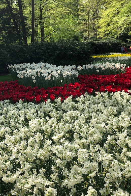 Keukenhof, Tulip Farm, Flower Fields & Windmills - Key highlights at a glance
