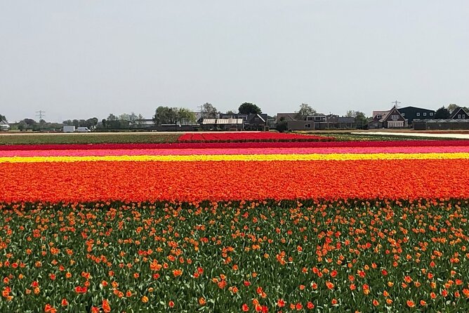 Keukenhof, Tulip Farm, Flower Fields & Zaanse Schans Windmills - Steven Attersol as your driver-guide: warmth, context, and a relaxed rhythm