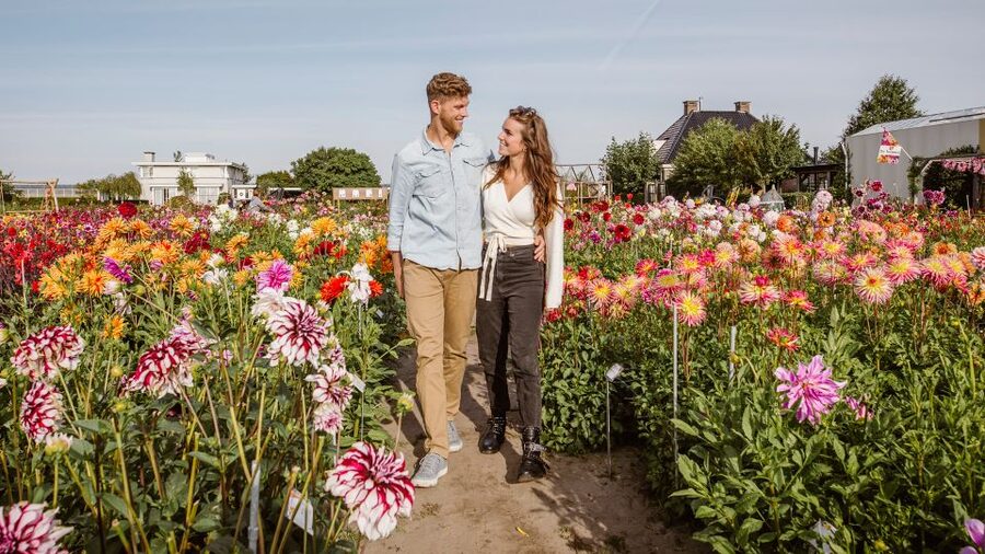 Lisse: Drive-it-Yourself Summer Flower GPS Audio Tour - Twizy driving in the Bulb Region: what makes it feel special
