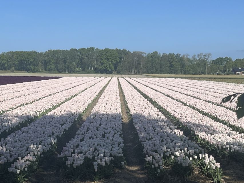 Lisse: Enjoy the Tulip Fields by Bike with a Local Guide! - Key highlights to know before you pedal