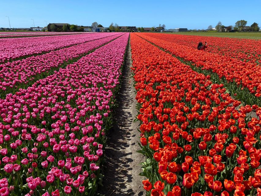 Lisse: Enjoy the Tulip Fields by Bike with a Local Guide! - Price and value: is $58 a good deal?