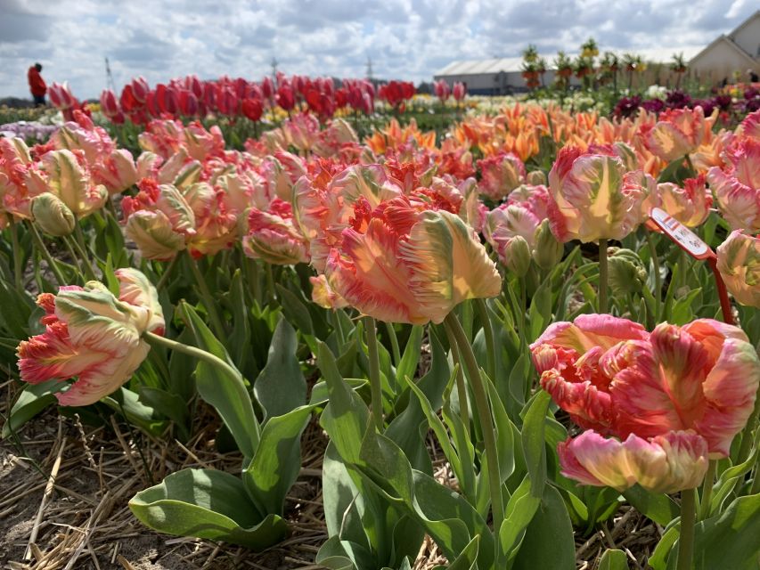 Lisse: Enjoy the Tulip Fields by Bike with a Local Guide! - St. Agatha Church in Lisse: why that village stop works