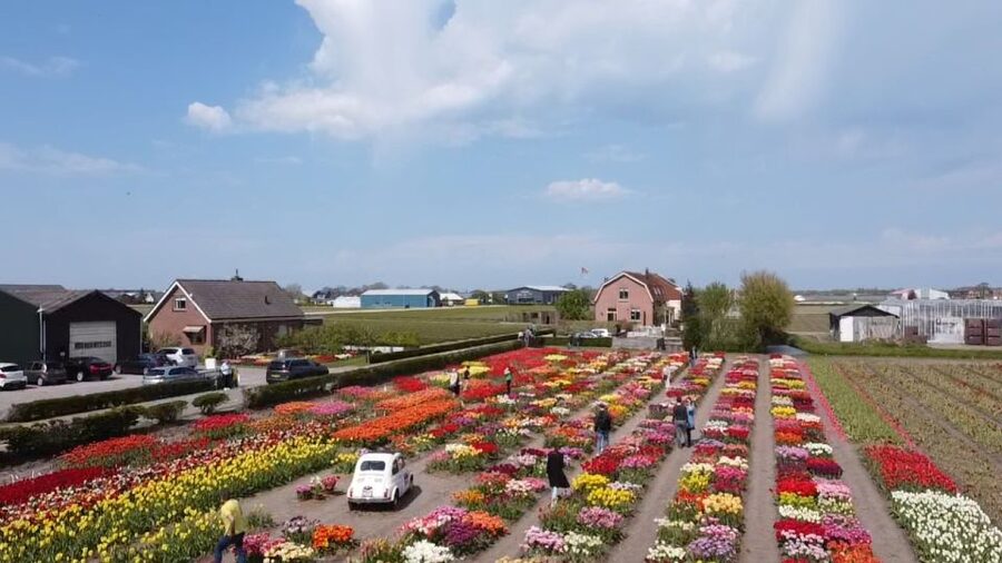 Lisse: Enjoy the Tulip Fields by Bike with a Local Guide! - Tulip farm show garden: the closest-bloom moment
