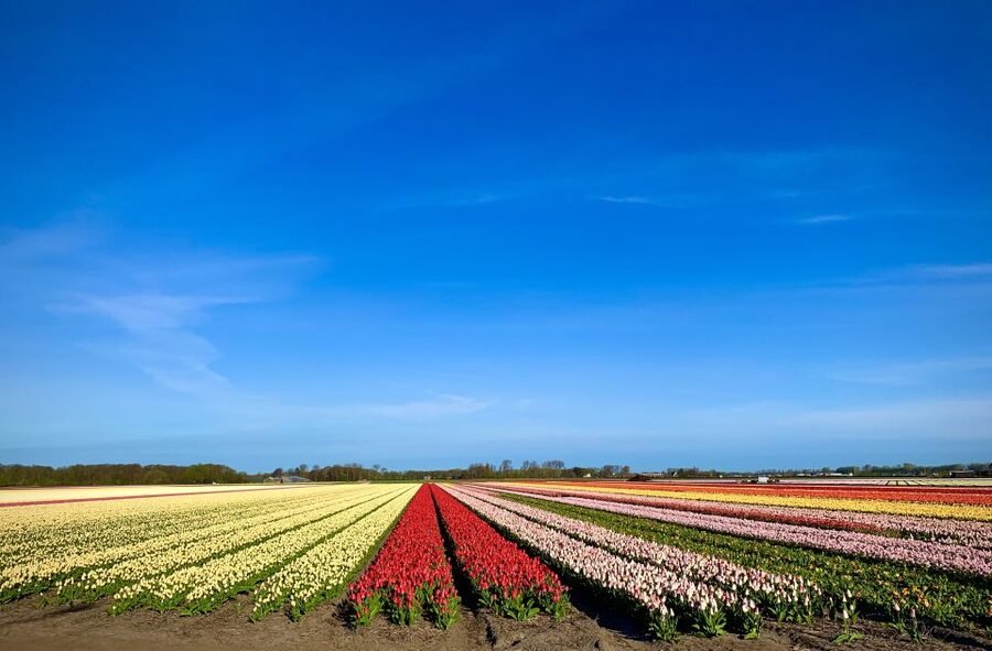 Lisse: Enjoy the Tulip Fields by Bike with a Local Guide! - The bike ride past the fields: what to watch from the saddle