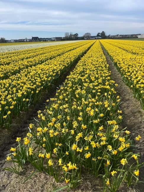 Lisse: Private Tulip Fields Tour with a Local Guide 1h Tour - Luxury comfort details: small perks, real payoff