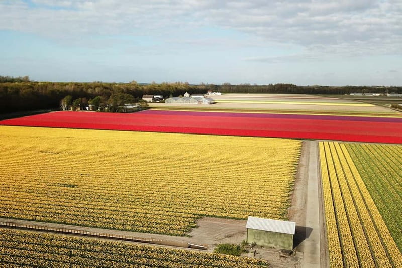Lisse: Self-Guided Tulip Fields GPS Audio Tour - Key Takeaways