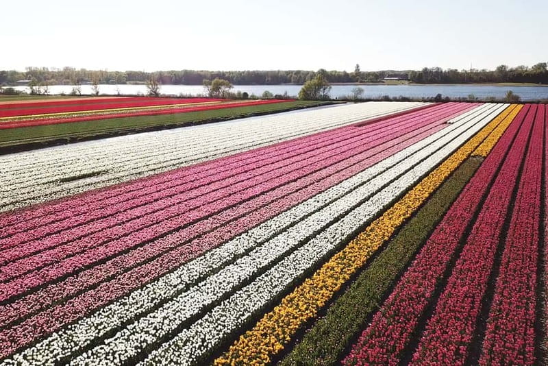 Lisse: Self-Guided Tulip Fields GPS Audio Tour - Why Driving the Renault Twizy Makes This Tulip Trip Feel Personal