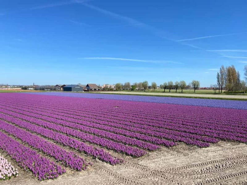 Lisse: Self-Guided Tulip Fields GPS Audio Tour - Timing the Blooms: When Mid-April to Early May Actually Helps