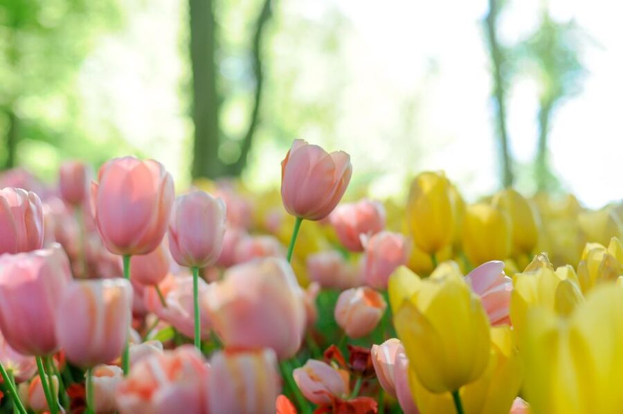 Magical Delft and the Keukenhof Estate: Tulips Galore - Delft and Keukenhof: why this day trip works
