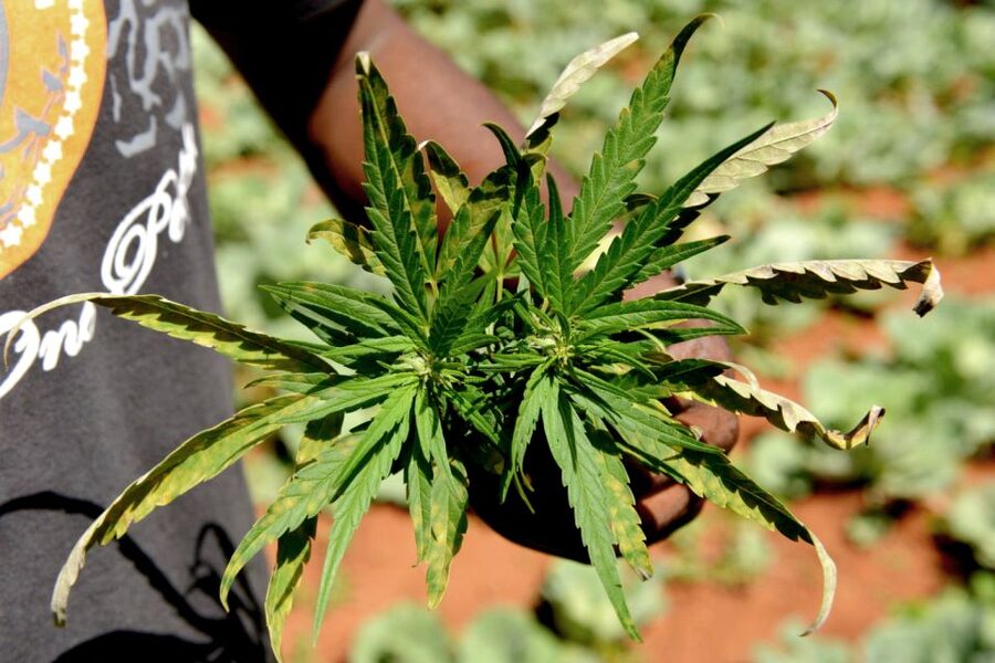 Mike Tyson inspired cannabis tour PRIVATE - A Mike Tyson Twist on Amsterdam Cannabis Culture