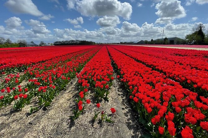 Private Day Tour to Keukenhof Gardens - from Amsterdam/Rotterdam - Timing, transport, and what a private tour means for your group