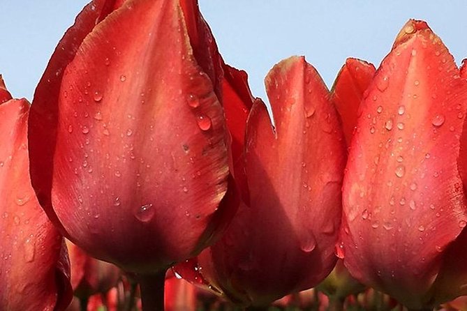 Private Day Tour to Keukenhof Gardens - from Amsterdam/Rotterdam - South Holland options beyond the garden gates