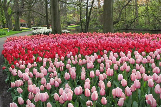 Private Day Trip from Amsterdam to Keukenhof with Entrance Tickets - Families, private groups, and the up-to-15 sweet spot