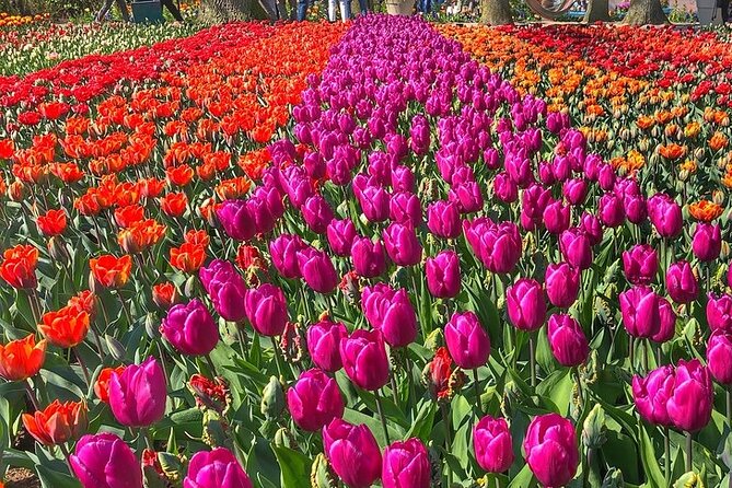Private Day Trip to Keukenhof Gardens with Entrance Tickets - Transport back to Amsterdam: end the day without a scramble