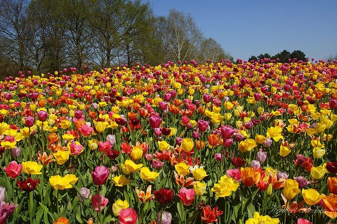 Private Day Trip to Keukenhof Gardens with Entrance Tickets - Skip-the-line entry and private timing: how to use your day well