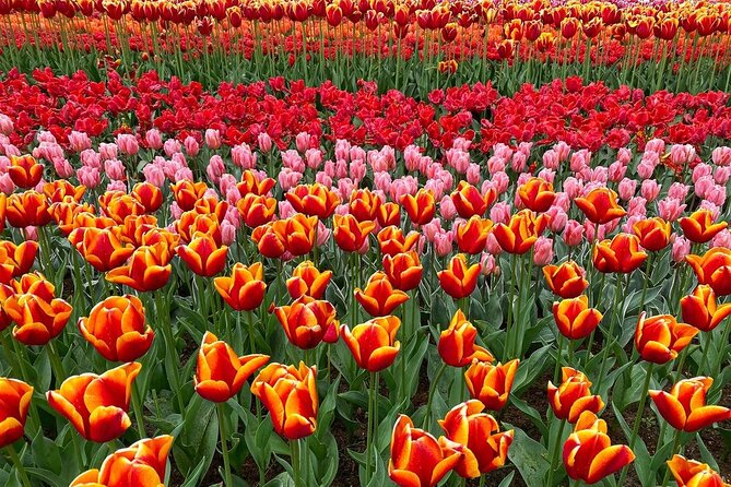 Private Flower Tour to the Keukenhof - Practical Tips to Make Your Day Go Right