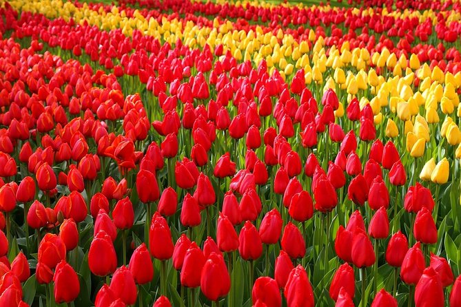 Private Half-Day Trip From Amsterdam to The Tulip Fields in Keukenhof - Key points at a glance