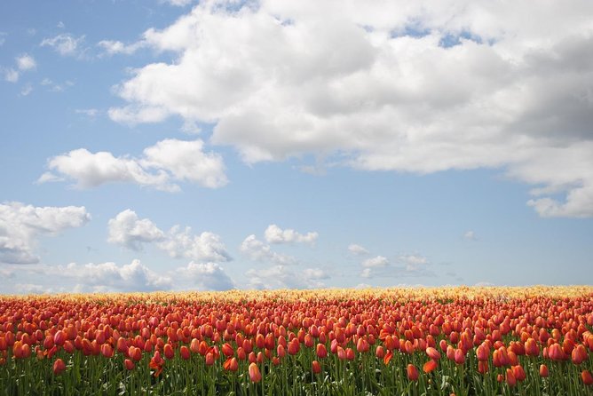 Private Half-Day Trip From Amsterdam to The Tulip Fields in Keukenhof - Hotel pickup and private transport: what that buys you