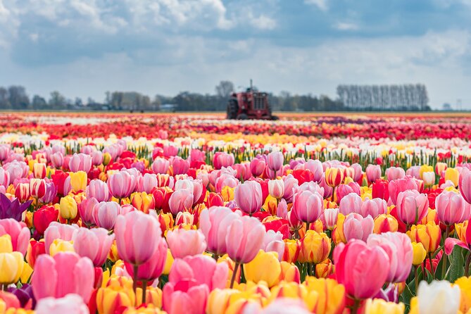 Private Keukenhof Gardens and Tulip Fields Tour from Amsterdam - Private pickup in Amsterdam: keeping your spring day on schedule