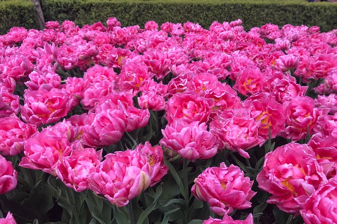 Private Tour to the Keukenhof and Tulip Fields - Private logistics: pickup from Amsterdam to Keukenhof