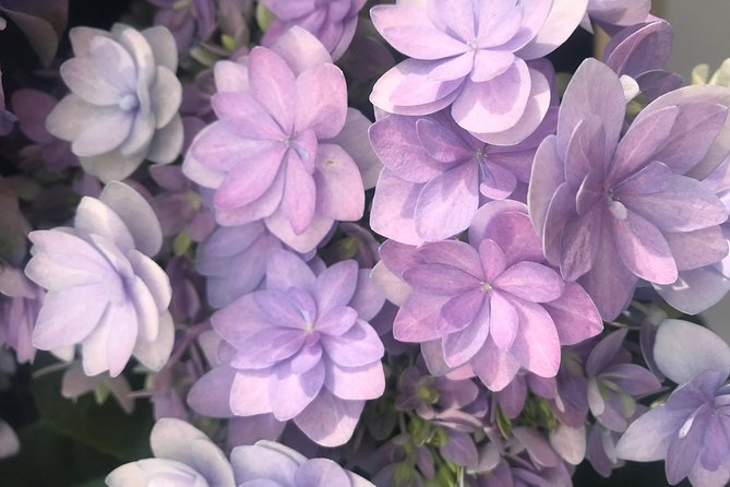 Private Tour to the Keukenhof and Tulip Fields - Aalsmeer flower auction: the morning window and what you’ll notice