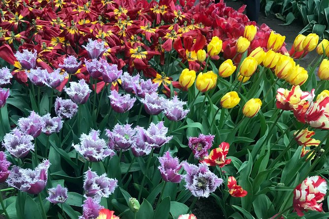 Private Tour to the Keukenhof and Tulip Fields - Price and value: what $318.70 covers (and what to budget)