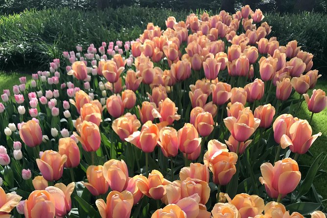 Private Tour to the Keukenhof and Tulip Fields - Should you book? A good fit for tulip fans who hate logistics
