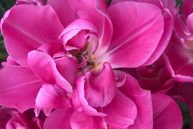 Private Tour to the Keukenhof and Tulip Fields - FAQ