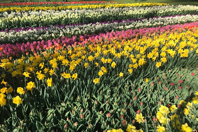 Private Tour to the Keukenhof and Tulip Fields - De Tulperij stop: a quick farm break for photos and coffee