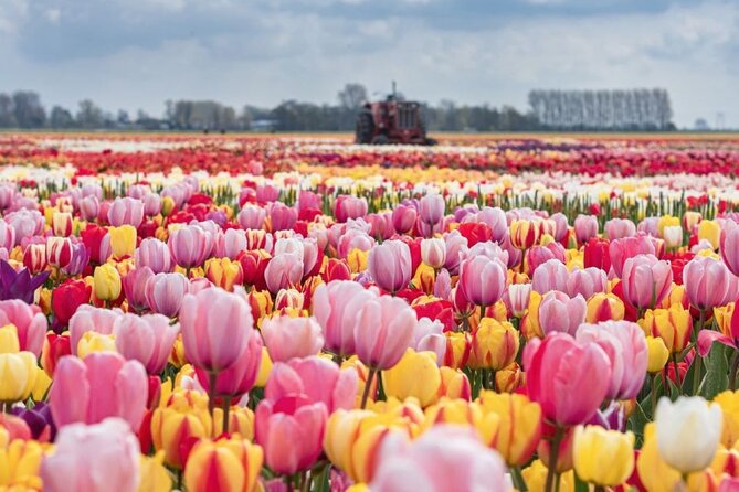 Private Tour to Tulips, Keukenhof, Windmills & Cheese Farm - Key highlights to pay attention to