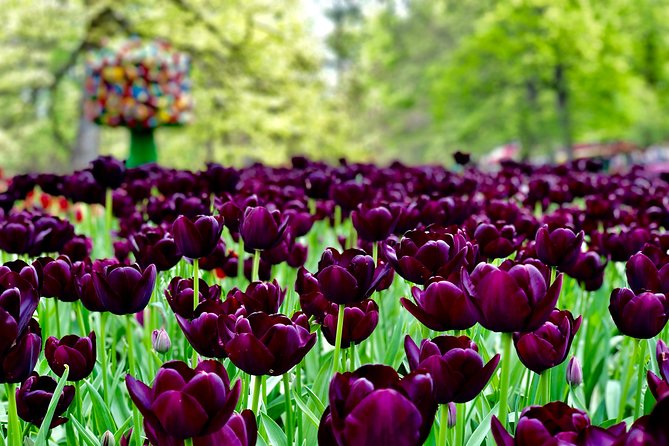 Private Tour to Windmills Zaanse Schans +Keukenhof - 7 Hours - What the Transportation Day Feels Like (And Why It Matters)