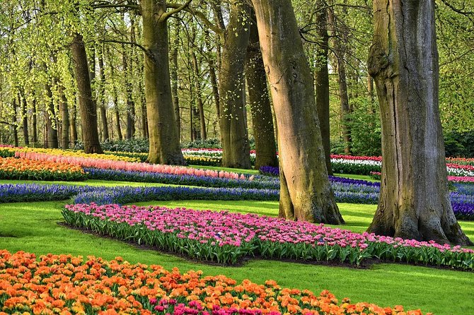 Private Tulip Fields, Windmills and Cheese Tour from Amsterdam - How the Mercedes ride and host pacing shape the whole experience
