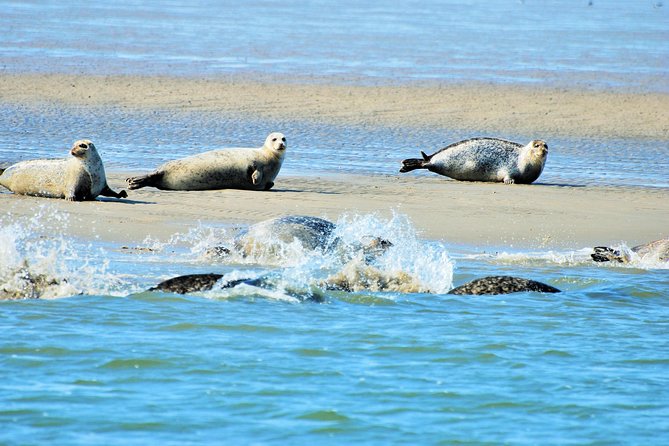 Seal Safari at UNESCO Site Waddensea from Amsterdam - Key Points You’ll Care About