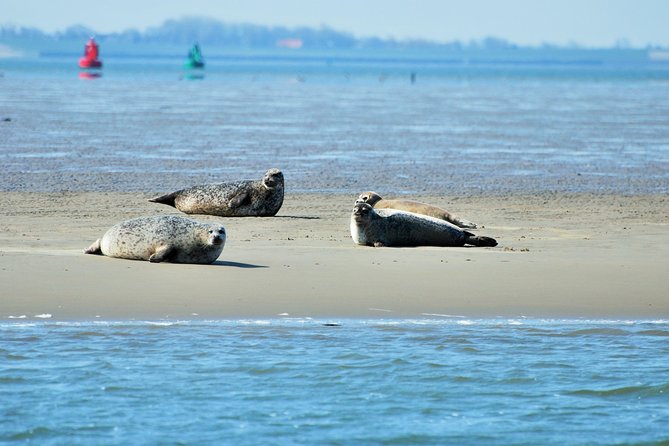 Seal Safari at UNESCO Site Waddensea from Amsterdam - Wadden Sea and the 2.5-Hour Boat Tour for Seal Spotting