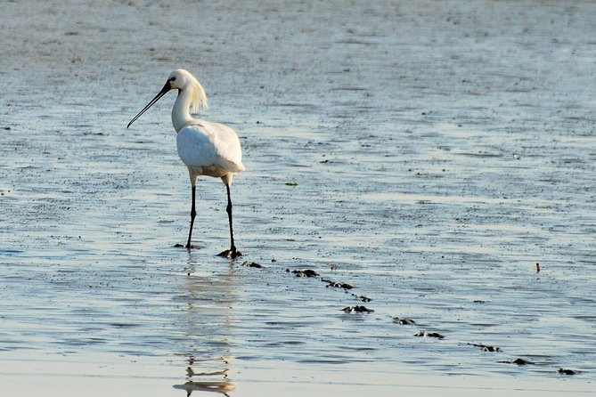 Seal Safari at UNESCO Site Waddensea from Amsterdam - Reading the Tidal Flats From the Sea: Dikes, UNESCO Context, Birds