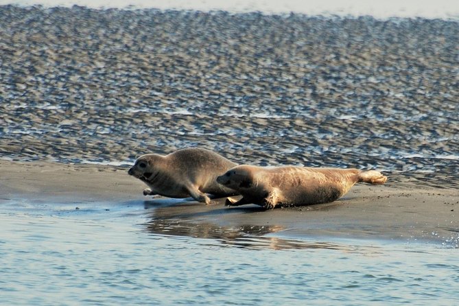 Seal Safari at UNESCO Site Waddensea from Amsterdam - Twisk Village Detour: A Pocket of 17th-Century Dutch Charm