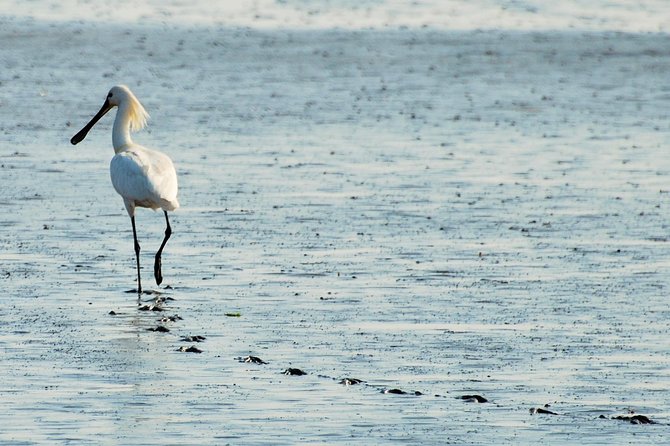 Seal Safari at UNESCO Site Waddensea from Amsterdam - Meeting the Guides and Keeping It Small (Max 8)