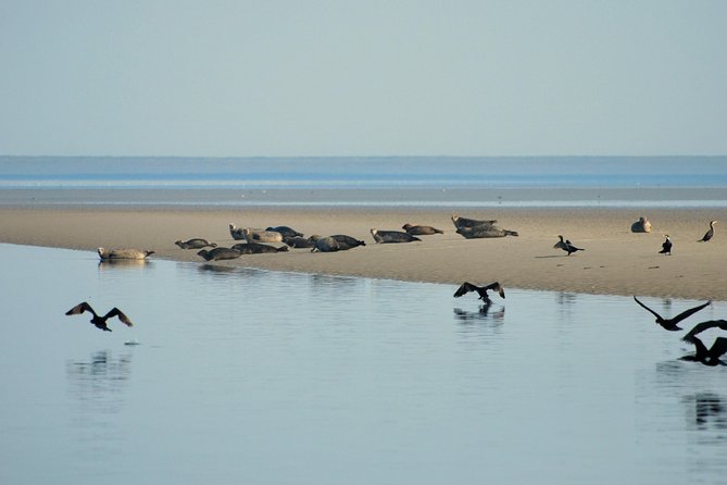 Seal Safari at UNESCO Site Waddensea from Amsterdam - What to Pack for a Cold Boat and All-Weather Days