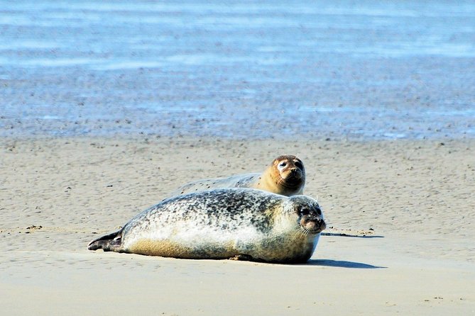 Seal Safari at UNESCO Site Waddensea from Amsterdam - Price and Logistics: What You Pay For With Private Minivan